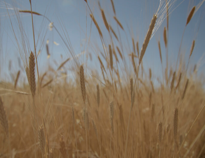 Champ de petit Ã©peautre de la coopÃ©rative Greniers Bio d'Armorique en Bretagne